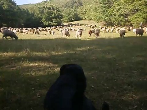 MOUTON MERINOS mai 2014