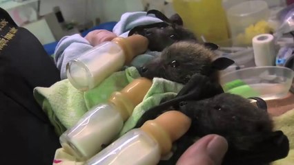Cuccioli di pipistrelli orfani accuditi e cresciuti