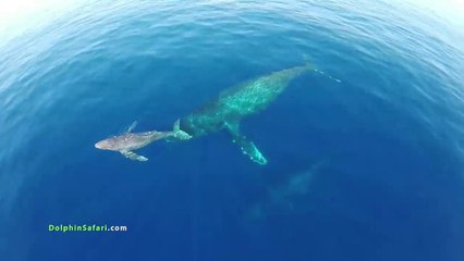 Un Drone cattura immagini straordinarie al largo dell'isola di Maui