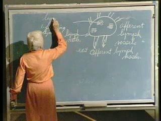Lecture 15 - Vascular System II; Lymphatic System