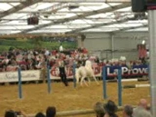 salon du cheval avignon
