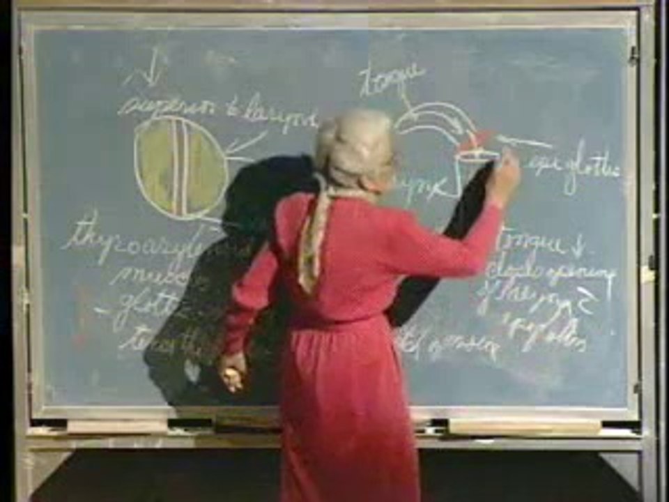 Lecture 17 - Respiratory System II