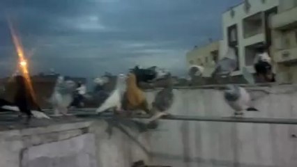 Mahmut Demir Karışma Kuşları Şanlıurfa www.guvercintv.com