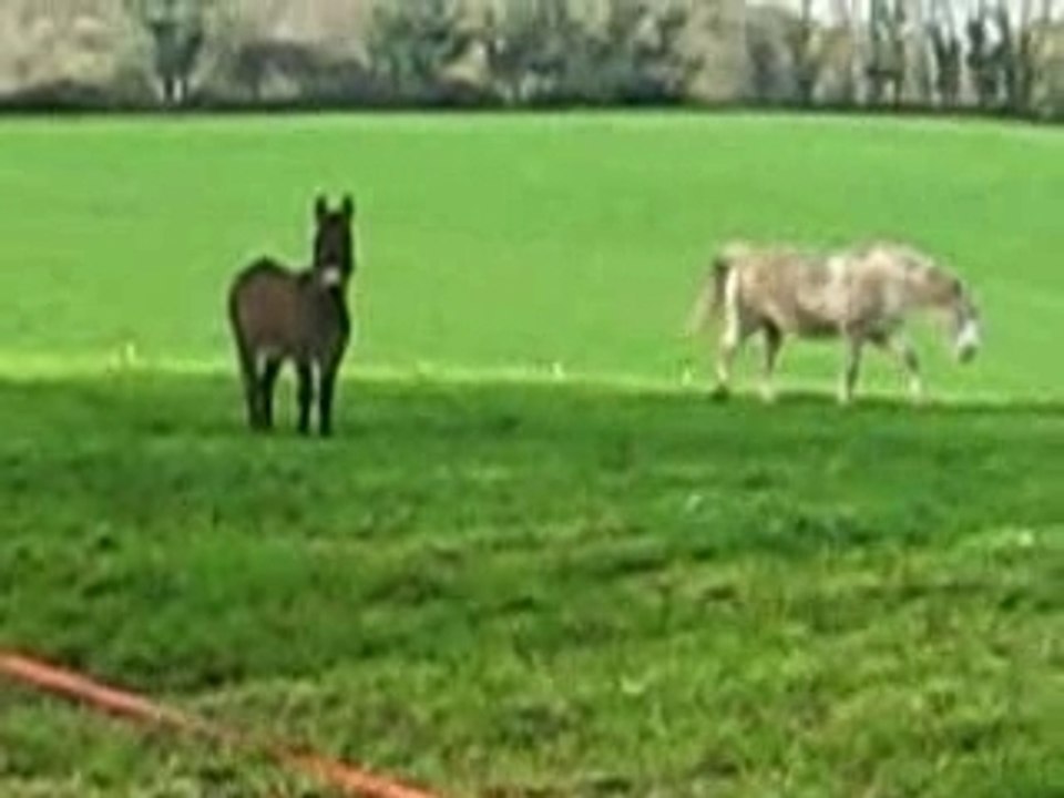 Le retour au pré