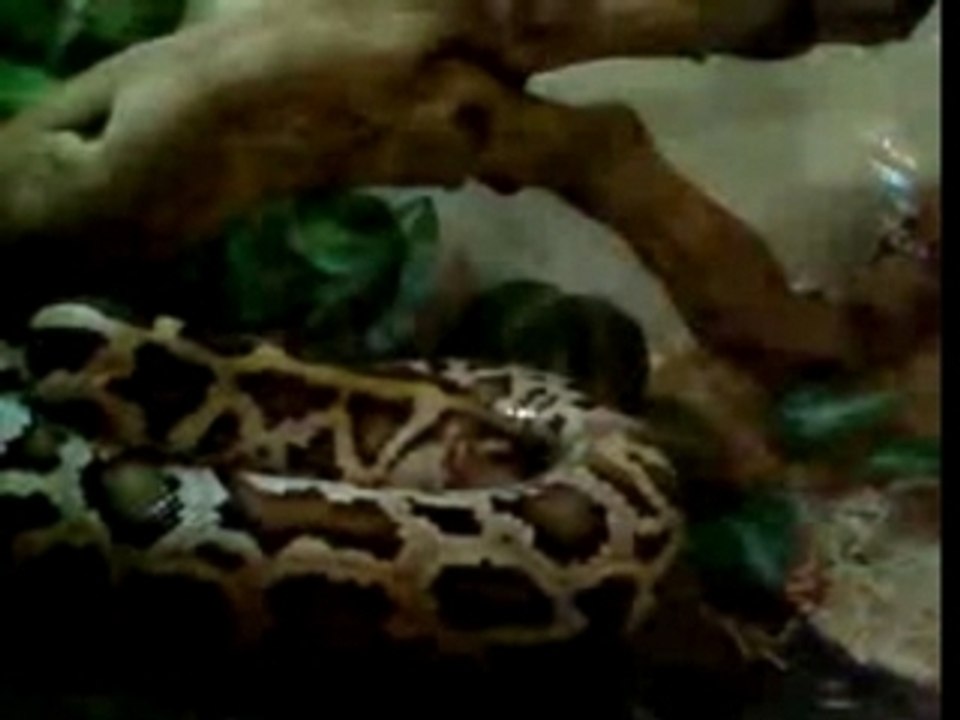 mon python..."action"!!!