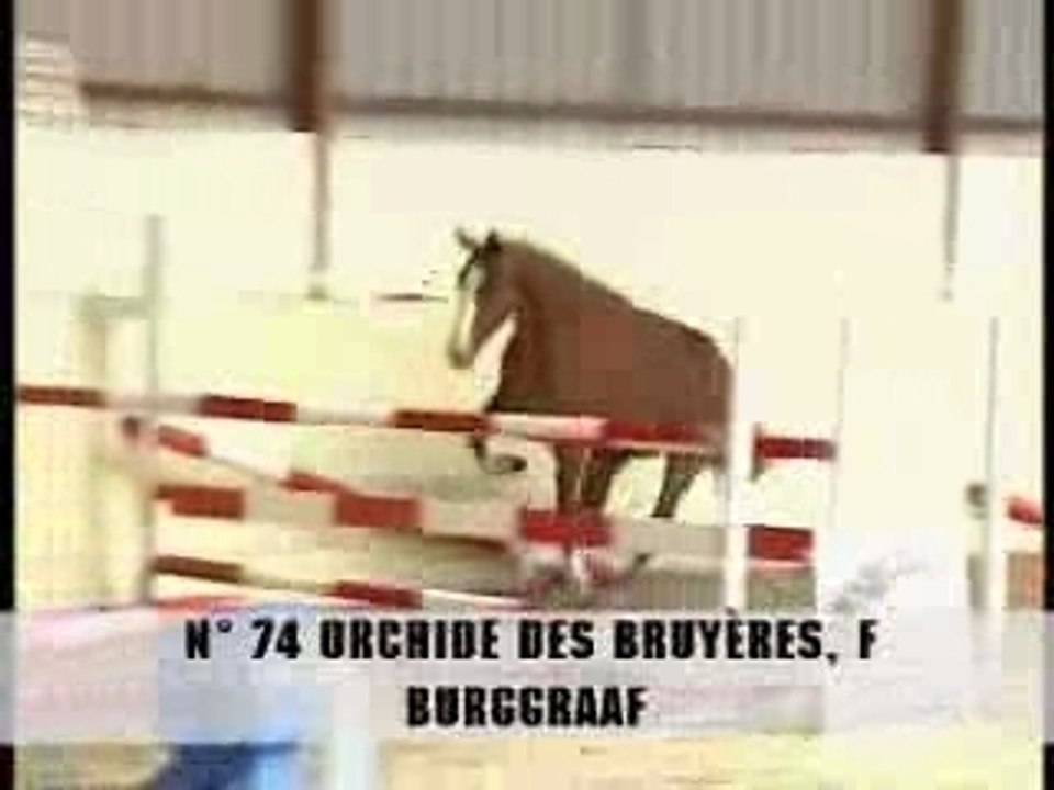 chevaux trop fort