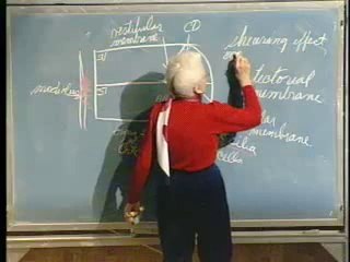 Lecture 29 - Nervous System XII - Inner Ear; Urinary System I