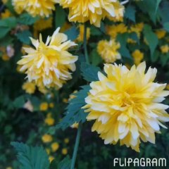 Gascougnolles , Radio Elvis Niort