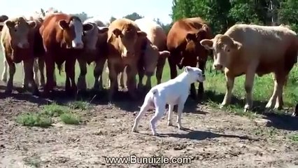 İlk Kez Köpek Gören İnekler