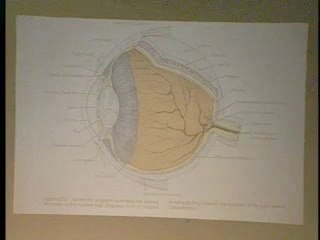 Lecture 36 - Integumentary System II, Course Review