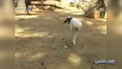 2 Bacaklı Keçi