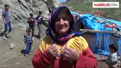 Hakkari'de Köpekler 15 Koyunu Yaraladı