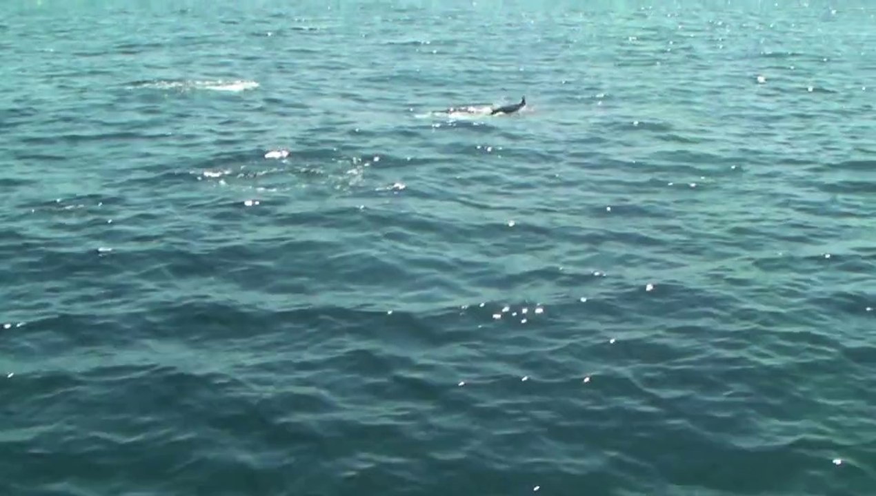 dauphins
