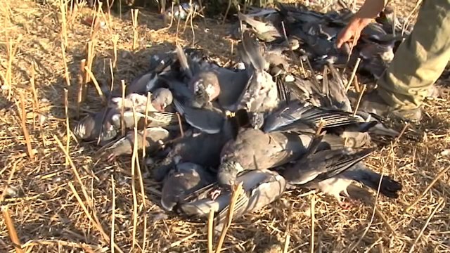 ağır çekim tahtalı avı