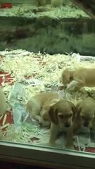 SİBİRYA GOLDEN COCKER