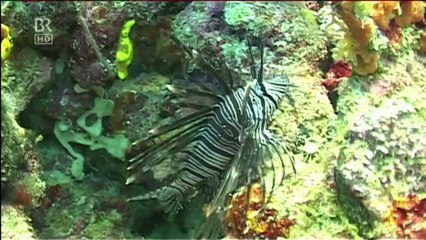 Fernweh - Great Barrier Reef