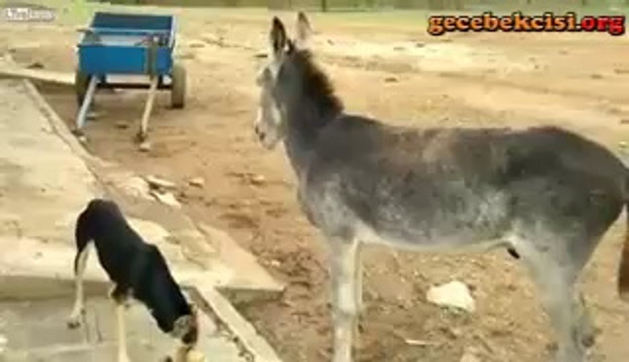 Eşeğin Köpekten İntikamı Kötü Oldu