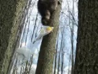 raton laveur (10-05-14)