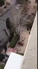 Talihsiz Kedi'nin balkon mücadelesi