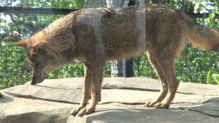 Nouveau zoo... nouvelles recherches