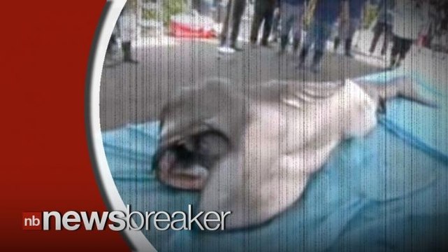 Rare Megamouth Shark Caught Off Coast of Japan