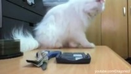 Cats Knocking Things Over Compilation