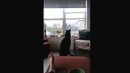 Dog Howling at Sirens