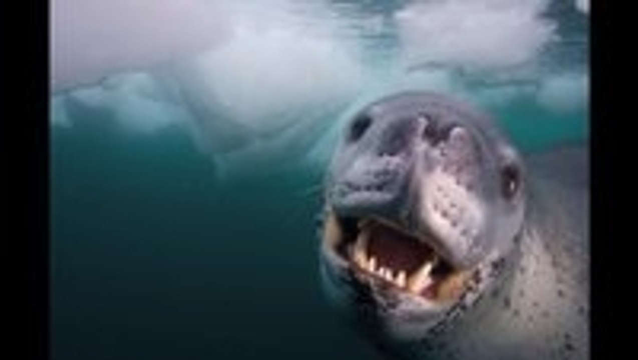 Face Off With a Deadly Predator