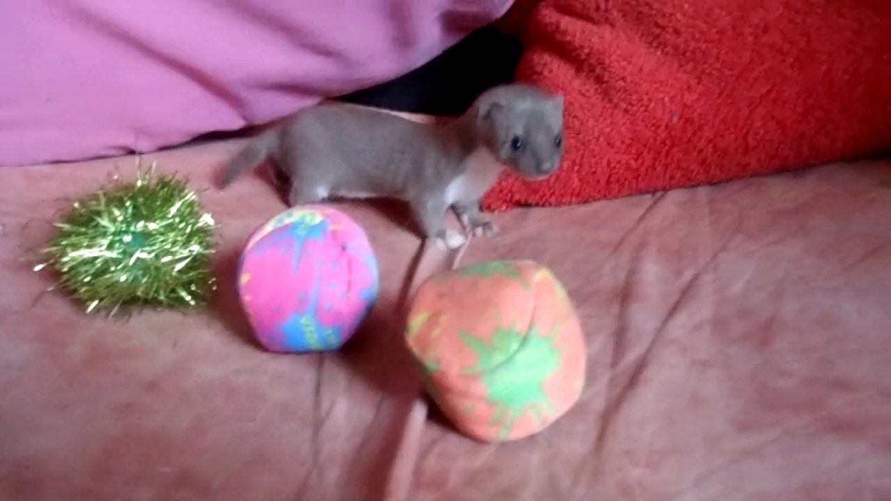 Teepi !