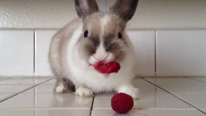 下载视频: Bunny Eating Raspberries Is Cute