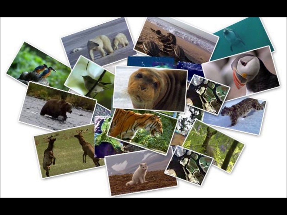 Les Animaux http://islam-streaming.over-blog.com/