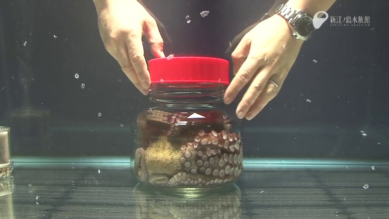 An Octopus escaping from a closed bottle! Amazing animal...