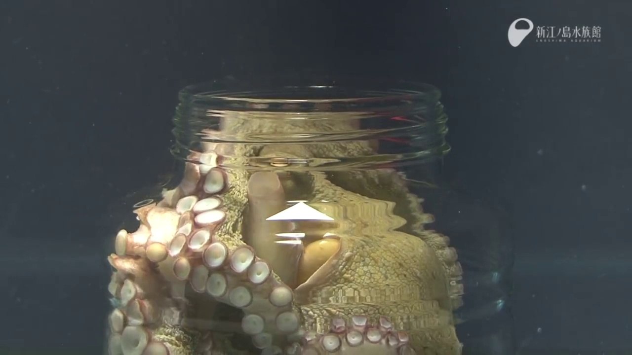 Une pieuvre s'échappe d'un bocal fermé! Animal étonnant...