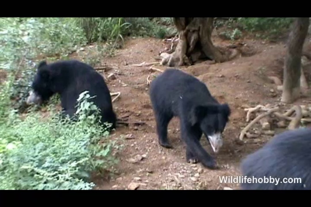 Sloth Bear Pair