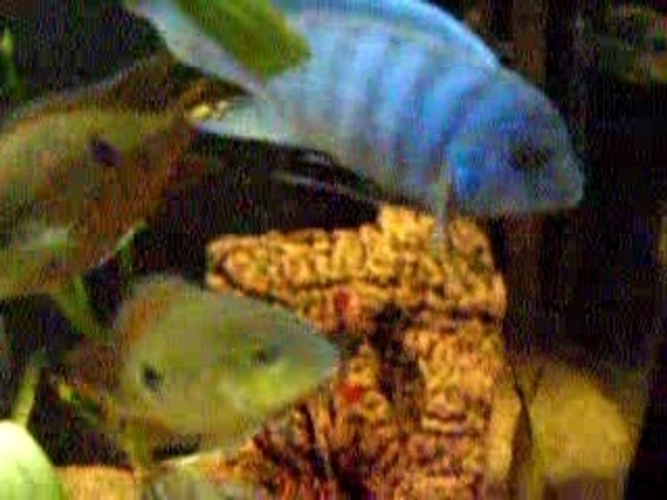 Mes cynotilapia afra