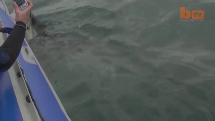 Télécharger la video: Un grand requin Blanc attaque un bateau! Violent...