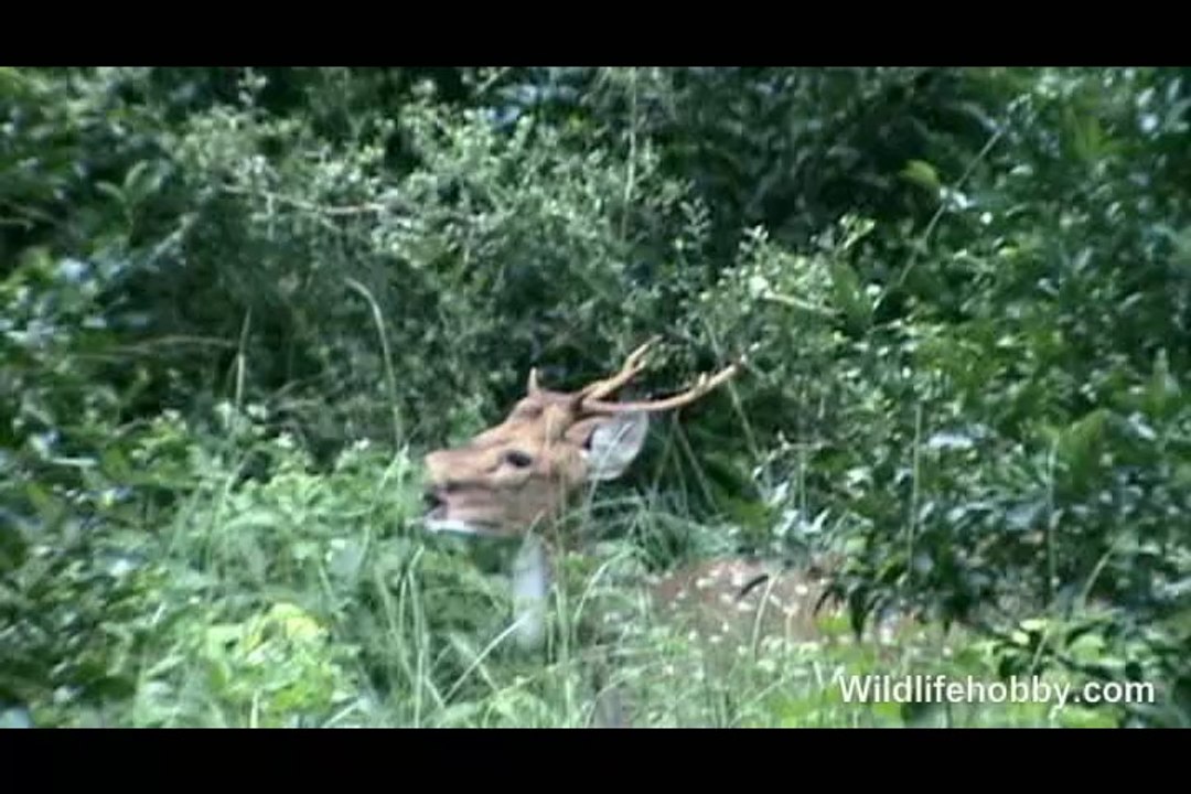 Deer Jump