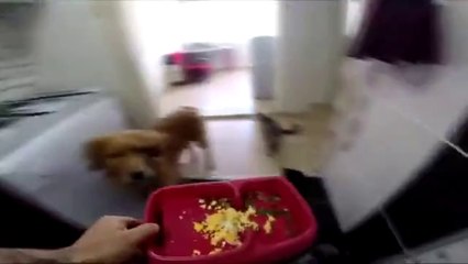 Köpeğe 'sana mama yok' şakası ve köpeğin tepkisi..