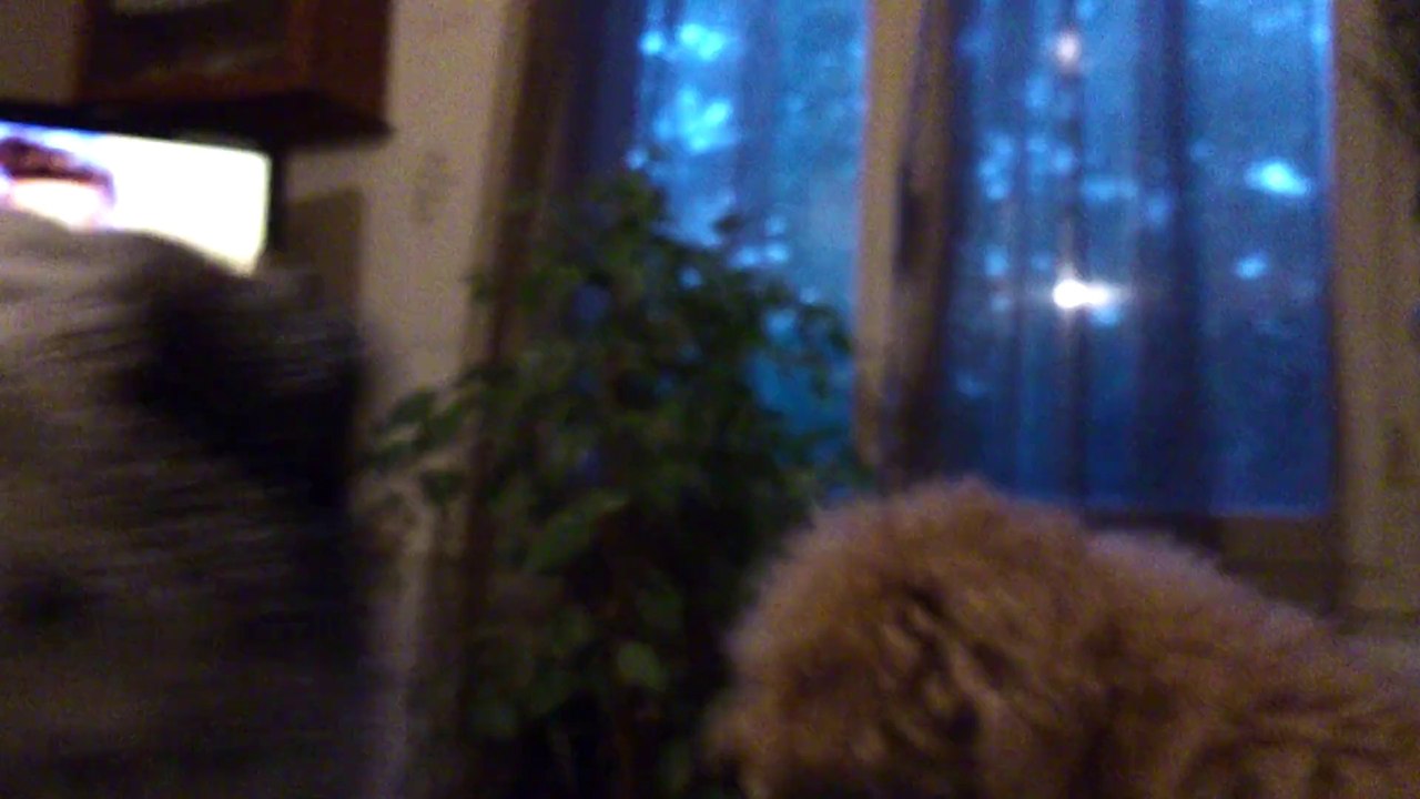 MOV_0456[1]