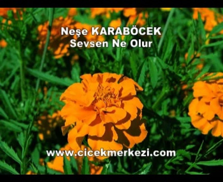 Neşe KARABÖCEK - Sevsen ne olur