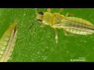 Zaštita pšenice, Delta Agrar_ 347 _10.05.2014.