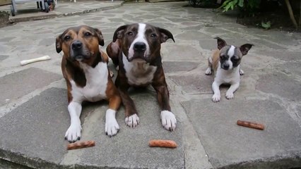 There's Always One Smart & Greedy chihuahua Dog