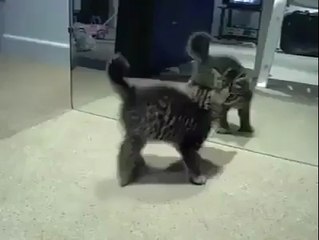 Yavru Kedi Kendini Aynada Görürse