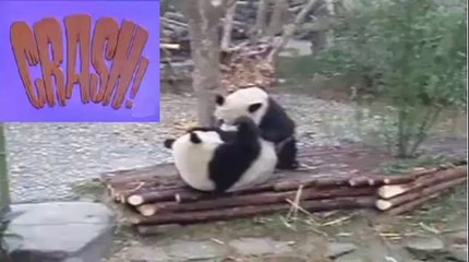 Real life kung fu panda