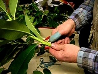 SH BAS LEON Greffe du Rhododendron 0107