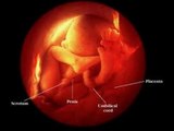 31 Weeks pregnant - fetal development