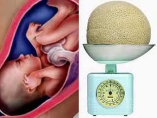 32 Weeks pregnant - fetal development