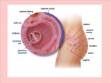 4 Weeks pregnant fetal development