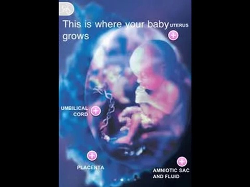 7 weeks Pregnant -fetal development