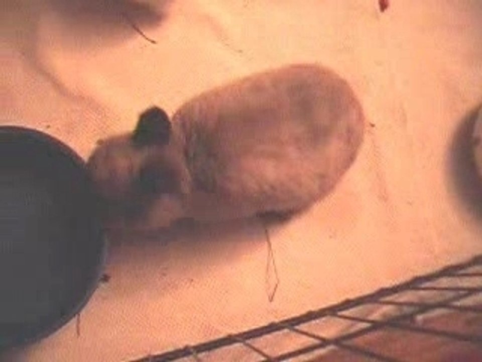 Pippin & Friends Teil 1